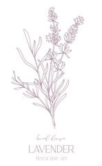 Fototapeta na wymiar Lavender Line Drawing. Black and white Floral Bouquets. Flower Coloring Page. Floral Line Art. Fine Line Lavender illustration. Hand Drawn flowers. Botanical Coloring. Wedding invitation flowers.