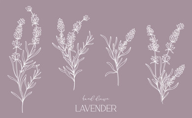 Lavender Line Drawing. Black and white Floral Bouquets. Flower Coloring Page. Floral Line Art. Fine Line Lavender illustration. Hand Drawn flowers. Botanical Coloring. Wedding invitation flowers.