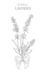 Fototapeta na wymiar Lavender Line Drawing. Black and white Floral Frames. Floral Line Art. Fine Line Lavender illustration. Hand Drawn Outline flowers. Botanical Coloring Page. Wedding invitation flowers
