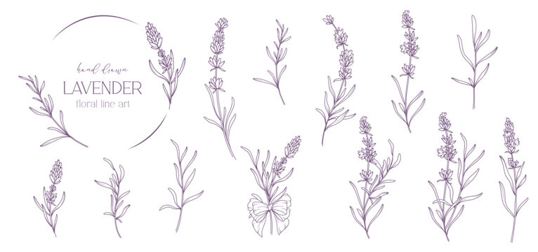 Lavender Line Drawing. Black and white Floral Bouquets. Flower Coloring Page. Floral Line Art. Fine Line Lavender illustration. Hand Drawn flowers. Botanical Coloring. Wedding invitation flowers.