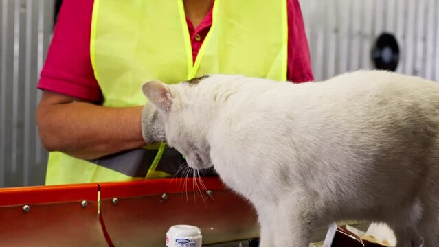 Close-up of an interested white cat walking along a waste processing line at a waste sorting plant and sniffing an object around it