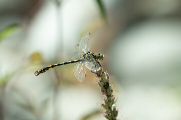 Close-up of a small pincertail (Onychogomphus forcipatus) around the drôme river, France