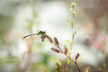 Small pincertail (Onychogomphus forcipatus) around the drôme river, France