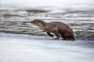 Lutra ordinary. A river otter emerges from the river after an unsuccessful hunt. Blurred...