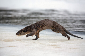 Lutra ordinary. River otter jumping on the river bank near the water in winter. Drops of water are...