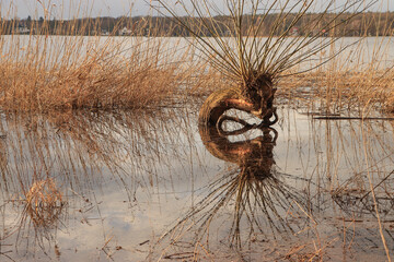 Blickfang an der Berliner Havel nach einem regenreichen Winter, Knorrige Weide unweit der...