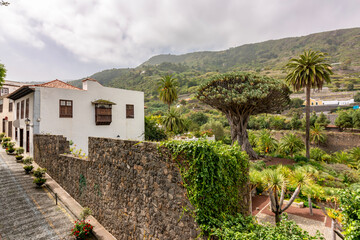 Fototapeta na wymiar Canary islands dragon tree in Icod de los Vinos, Tenerife, Spain
