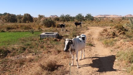Cows grazing on the grass  in the fields of Baharyia Oasis in Egypt
