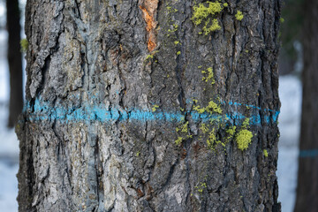 Marked tree in Sierre Nevada forest.   - Powered by Adobe