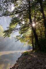 morning in the woods. Rays of the sun through the branches. River and sun