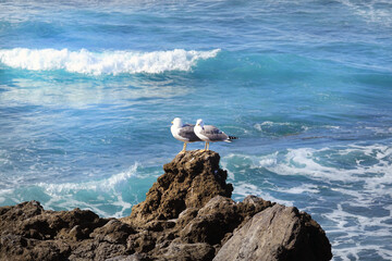 seagull on the rocks