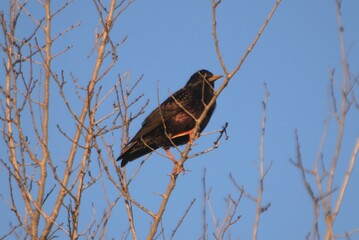 Primavera Prematura Spring Mollet del Vallès
