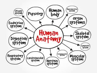 Human Anatomy is the science that studies the structure of the body, mind map text concept background