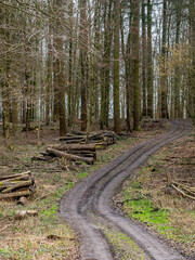 Frisch gesägte Baumstämme im Wald