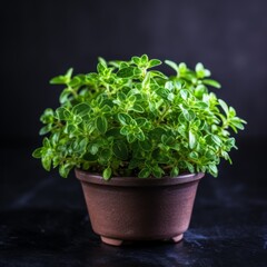 Fototapeta premium Fresh oregano in a flowerpot on a dark background. Generative AI.