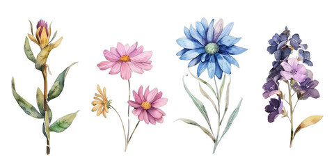 Flowers watercolor set, isolated on transparent background.