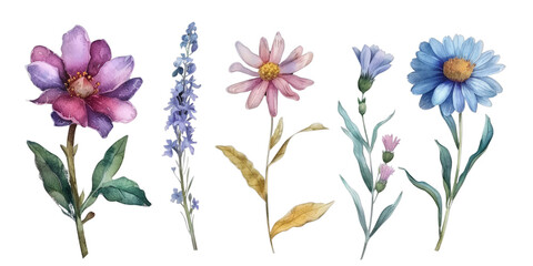 Fototapeta na wymiar Flowers watercolor set, isolated on transparent background.