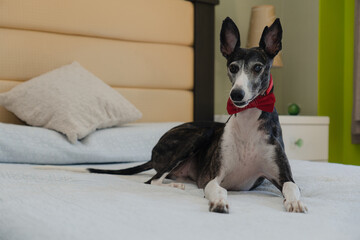 Greyhound dog with red ribbon, lying on bed, direct eye contact.