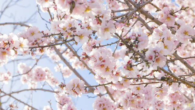 Cerezo en flor un d&iacute;a soleado y con una ligera brisa.