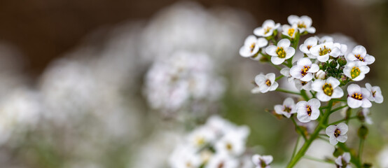 Detail of small white flowers of sweet alyssum (Lobularia maritima) in the field