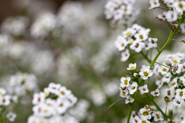 Detail of small white flowers of sweet alyssum (Lobularia maritima) in the field