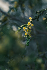 Detail of small yellow flowers of shaggy sparrow-wort (Thymelaea hirsuta) in the field