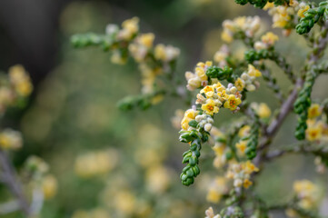 Detail of small yellow flowers of shaggy sparrow-wort (Thymelaea hirsuta) in the field