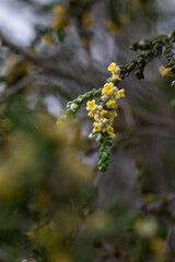 Detail of small yellow flowers of shaggy sparrow-wort (Thymelaea hirsuta) in the field