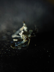 abstract animal background, dead spider on a dark background