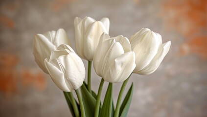 Fototapeta premium bouquet of white tulips