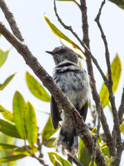 Grey Warbler Perched in Tree
