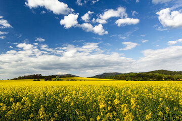 Fields of yellow rapeseed illuminated by the rays of the afternoon sun with mountains in the background under beautiful blue cloudy sky on a spring day.
