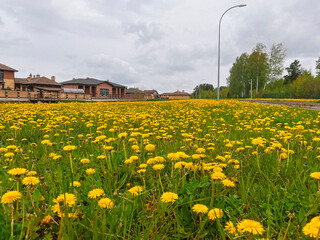 A field of dandelions on the background of a suburban cottage village. The concept of construction, sale of finished houses, development