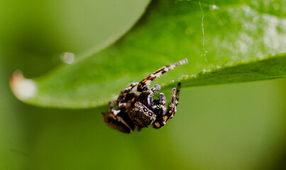 Spider 3