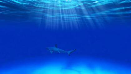 A shark gliding through the vast, open ocean