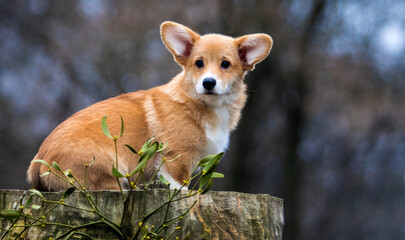Welsh Corgi puppy sitting and looking