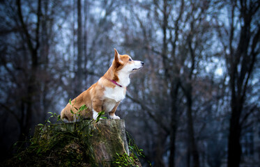 Welsh Corgi puppy sitting on a tree stump