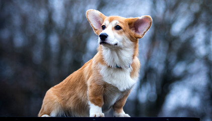 Welsh Corgi puppy sitting and looking