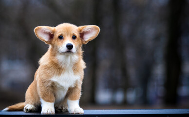 red and white Welsh Corgi puppy looking