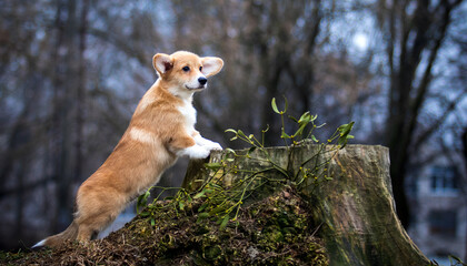 Welsh Corgi puppy stands and looks