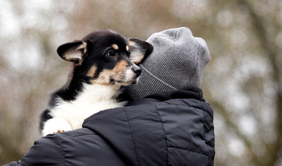 Welsh Corgi puppy in arms