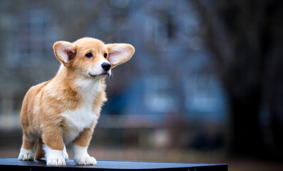 red and white Welsh Corgi puppy looking