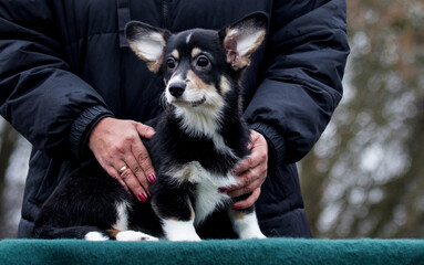 Welsh Corgi puppy in arms