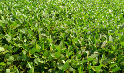 Brazilian soy plantation on sunny day.