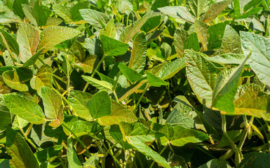 Brazilian soy plantation on sunny day.