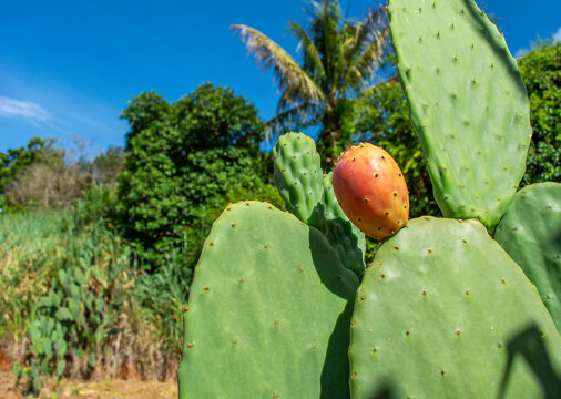 The cactus tree with fruit "figo da &iacute;ndia"