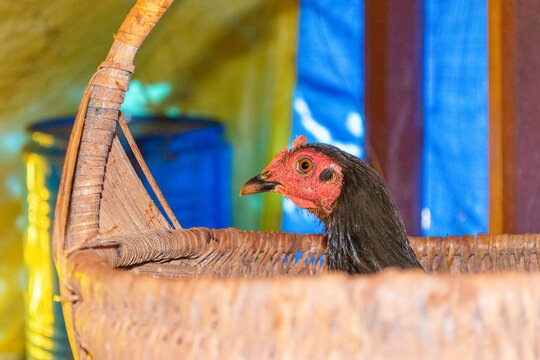 Chicken on your bird nest.