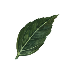Obraz premium The green leaf of the plant. A hand-drawn watercolor illustration. Highlight it. An element for the design of packaging, postcards and labels. For banners, flyers, flyers and posters.