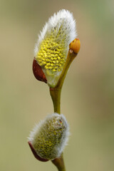 Vertical closeup on the yellow Goat willow, Salix caprea catkin in the early spring