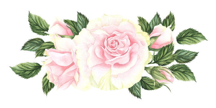 Pastel watercolor pink and white roses, buds and leaves . Hand drawn illustration branch of flowers isolated on white background. Cute composition for wedding or bouquet for greeting card.